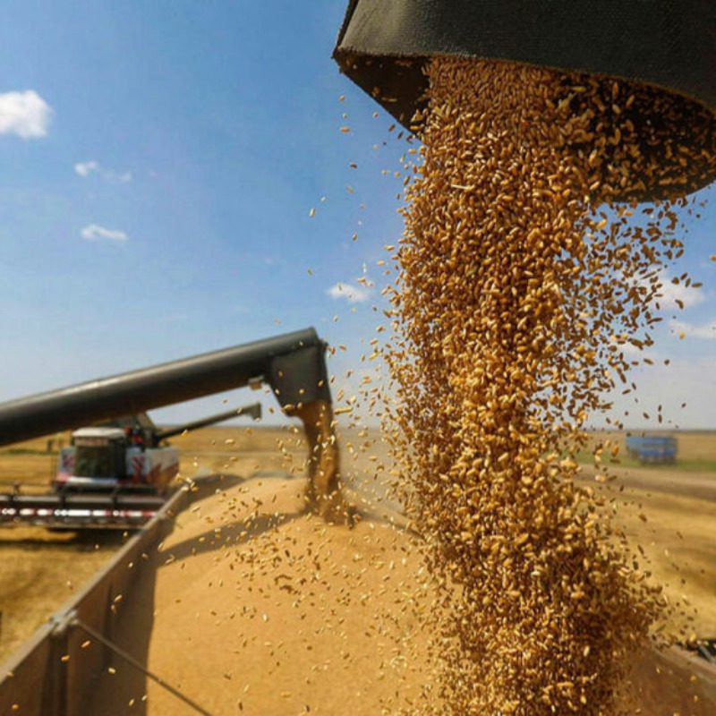 I Russi bloccano il grano dell'Ucraina: ecco cosa rischiamo - MAM-e